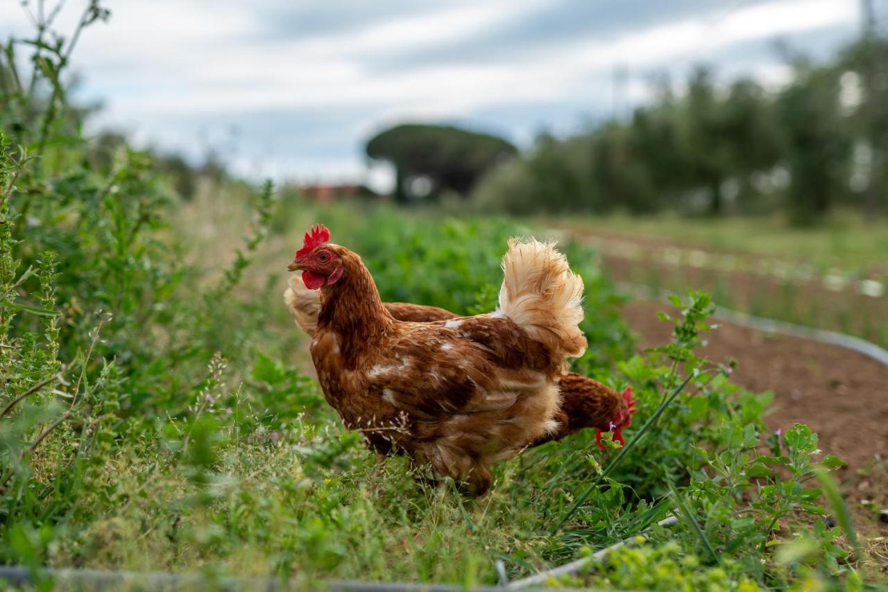 Agriturismo La Banchella Scarlino Eksteriør bilde